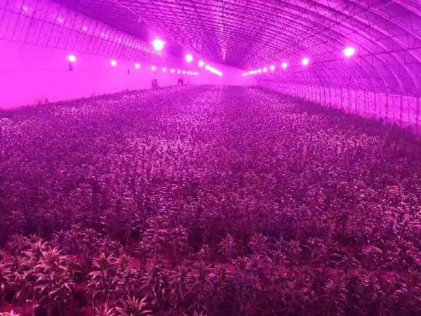 植物補光燈育苗燈