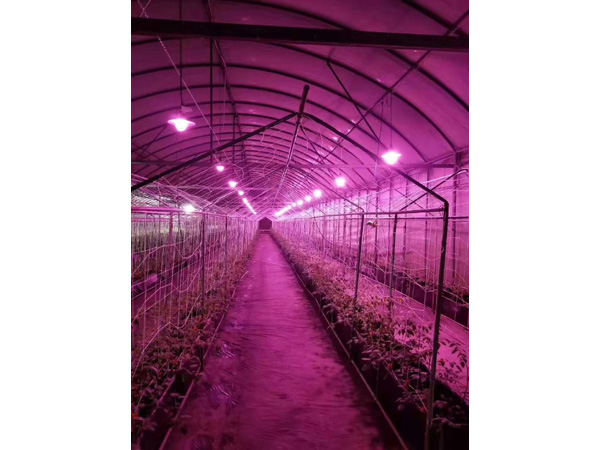 植物補光燈育苗燈