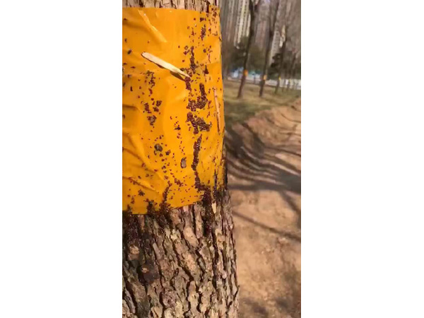 粘蟲板