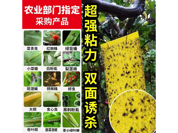 粘蟲板