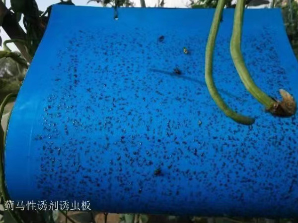 粘蟲板